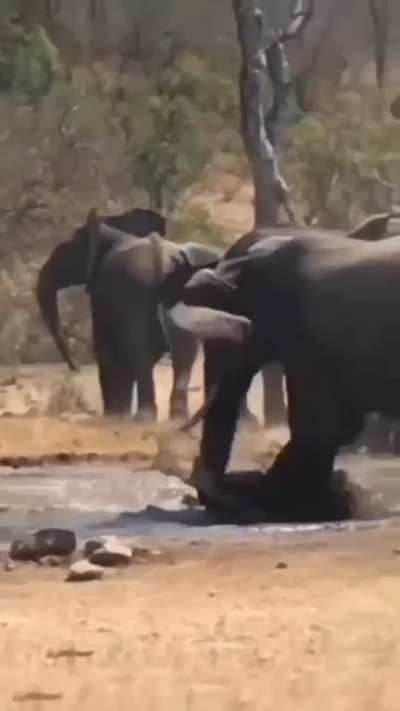 Elephant Saves a Gazelle