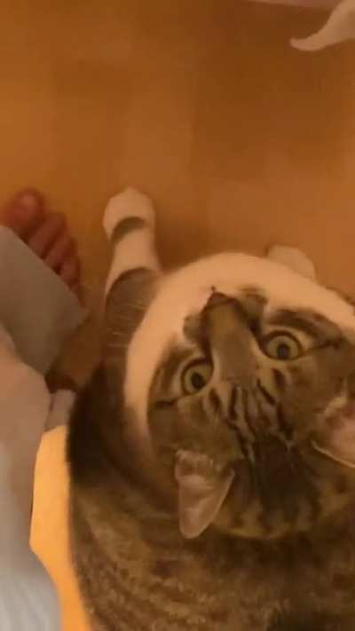 Stalker chonk