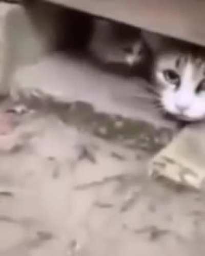 Half life cats