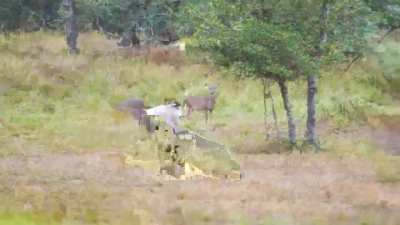 🔥 A Male Buck defend his does when a Ram starts harassing them until the Buck fights back 🔥