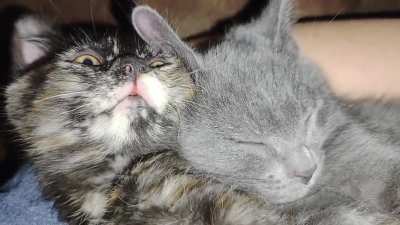 My hubby gave in and said I can keep the kittens! Here are their happy purrs.