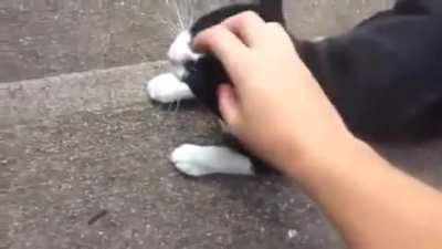 Cat Fight