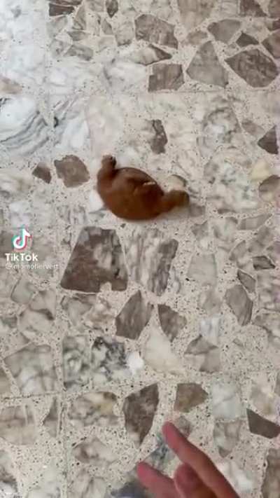 Monke plop