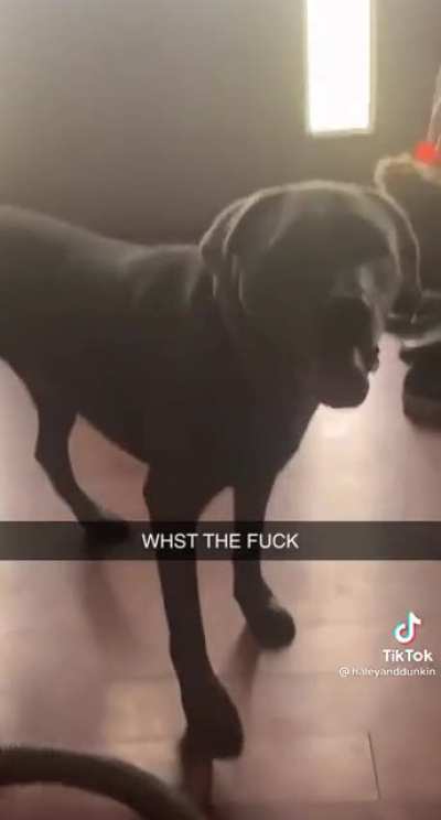 The dog who isn’t scared of anything