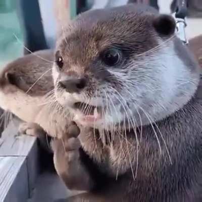 That's otterly impossible!