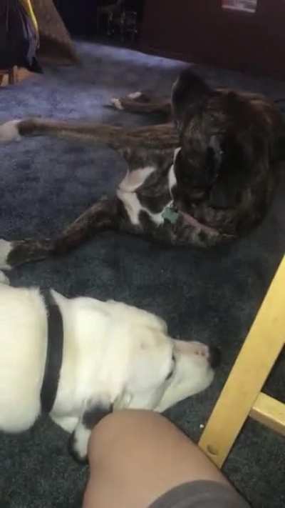Lazy fight