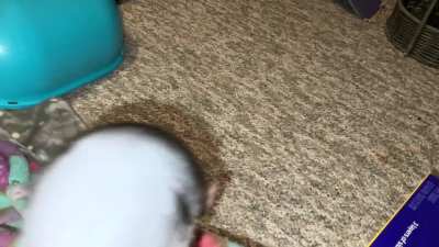 My talented pet rat Chickpea is starting to learn fetch!