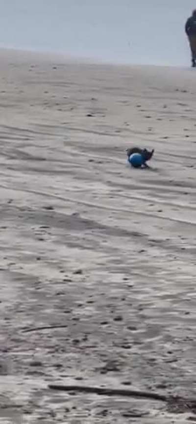 The dog is showing off his talent