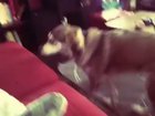 amigo trapper do tobia '-'