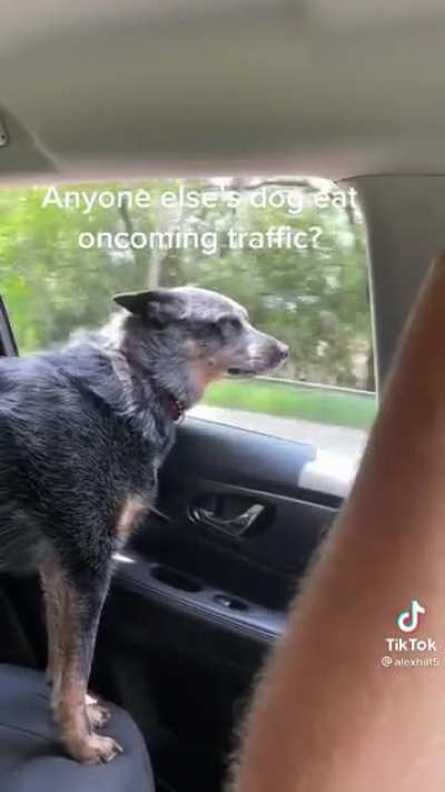 I support this dog's mission