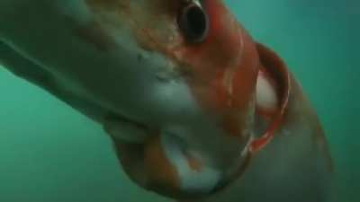 🔥 Giant Squid makes an appearance in Tokyo Bay