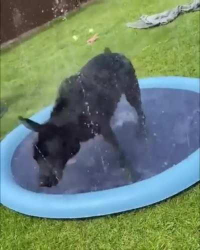 Happy Doggo!