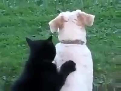 Cat massaging a dog