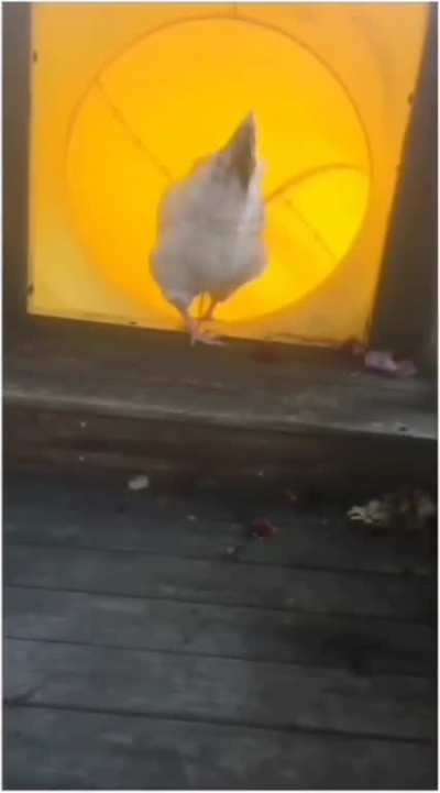 chickenAAAAAAA