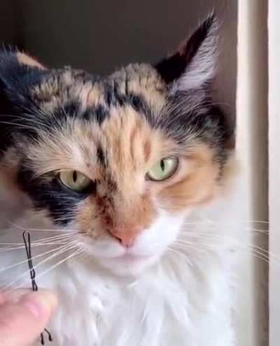 Humans are tolerated because ; internet.