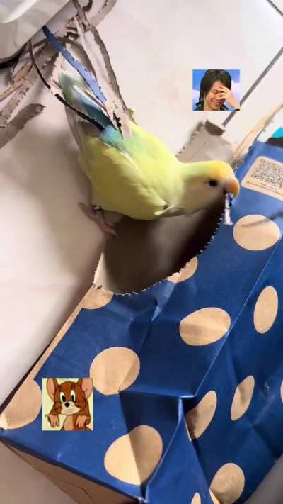 A bird decorating itself with cardboard