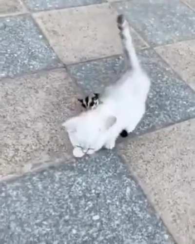 Taming a cat