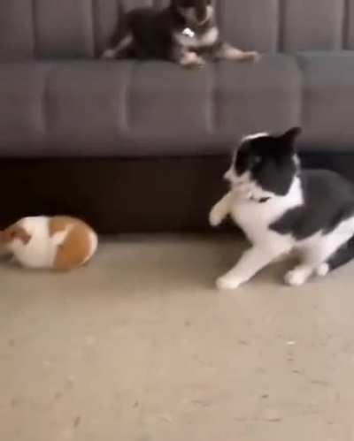 No baps. Only sniffs