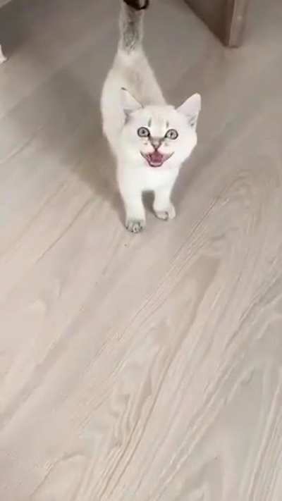 Meow?