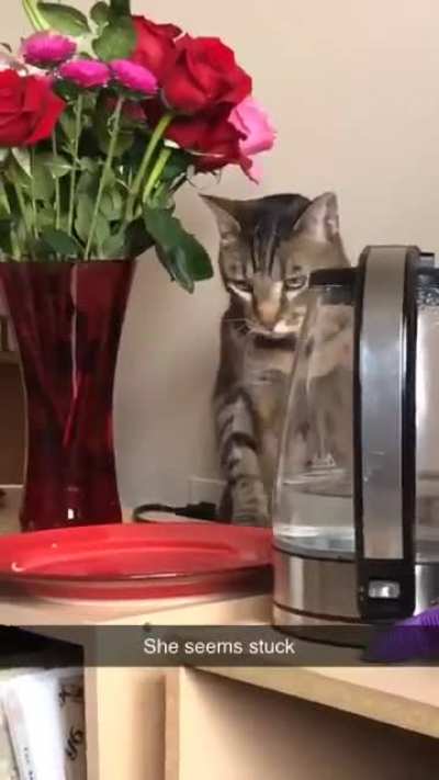 My cats never cease to entertain me