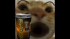 swager cat dringin cola