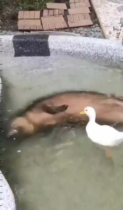 Giant sea otter vs British swan
