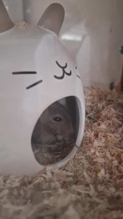 New hiding place
