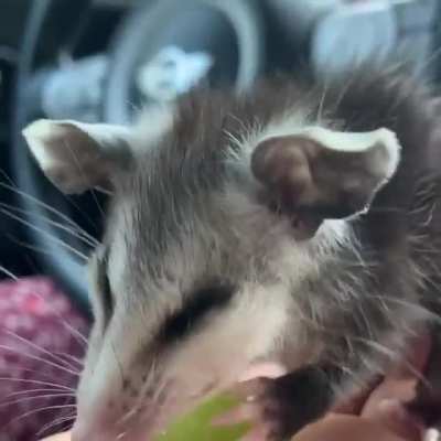 Ozzy the opossum tackling that grape