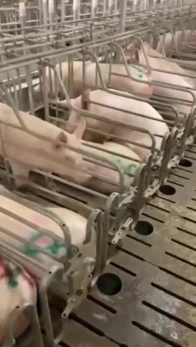 Be smart as a pig
