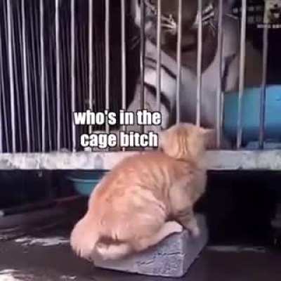 Cats being cats😼