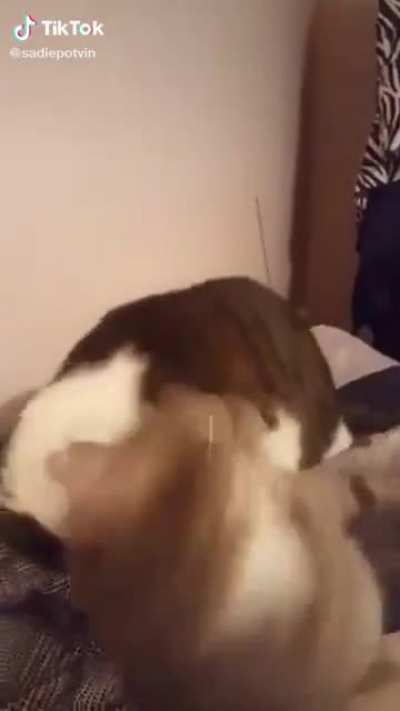 Cat fight