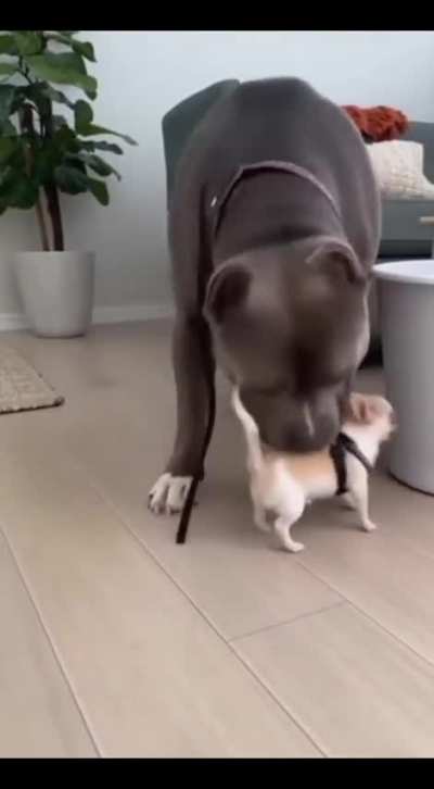 I love dogs