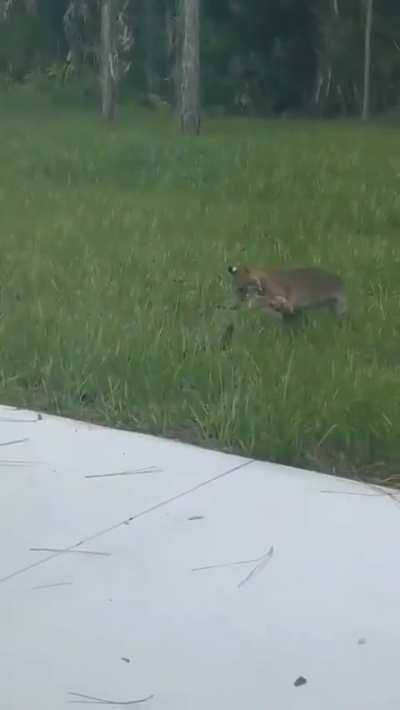 Man finds a red lynx and a baby alligator fighting in his backyard