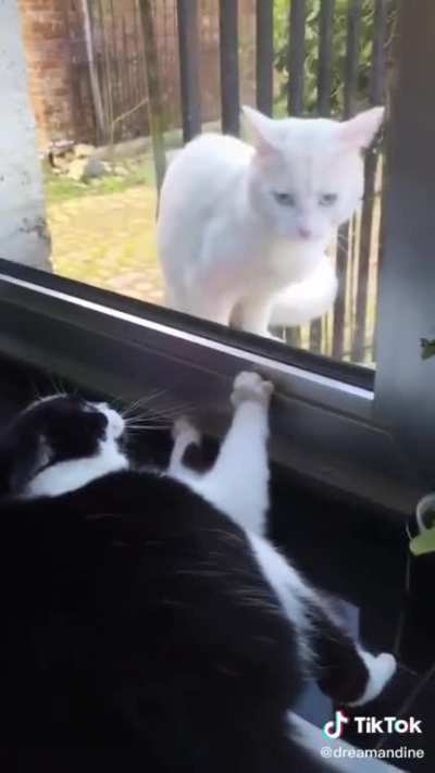 Ghost cat