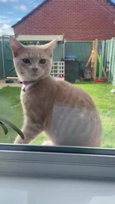 Is it just me or does he have a particularly funny looking yowl 🤣🤣