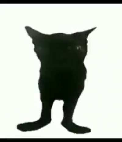 Gatinho