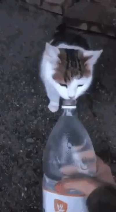 HE THE CAT!!!