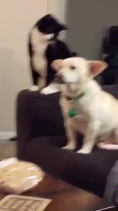 A cat thinks long before hitting a dog