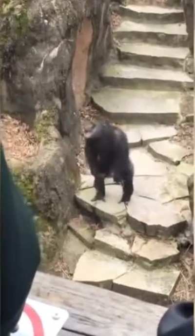 A really bad day at the zoo