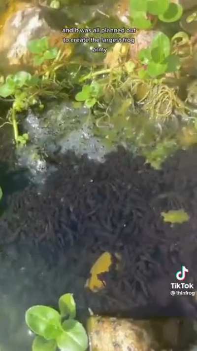 frog chad(destroys local ecosystem)