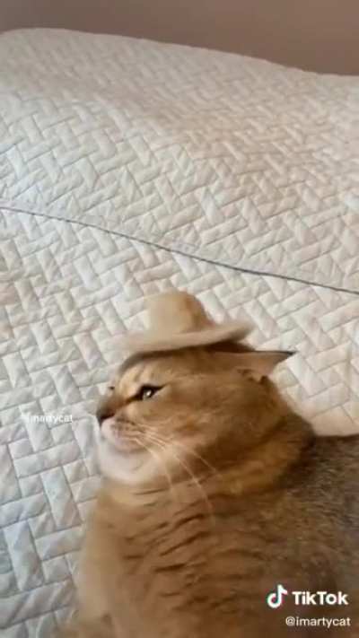 Petting gloves