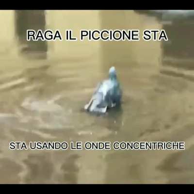 Piccione dell' hamon
