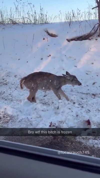 America is facing an extreme cold wave, which is causing deer to freeze.