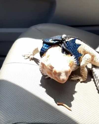 He will never survive in the wild