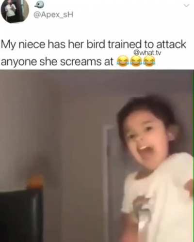 When birds attack