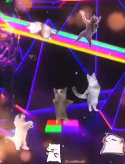 Cat’s fantasy 