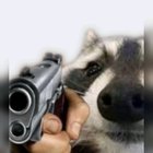 Purple badger