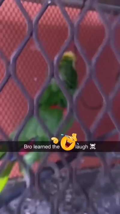 the GOOFIEST AHH birb