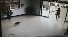 The most dog-friendly glass door in the world