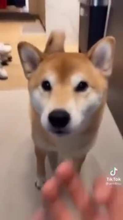 Poor doggo :(